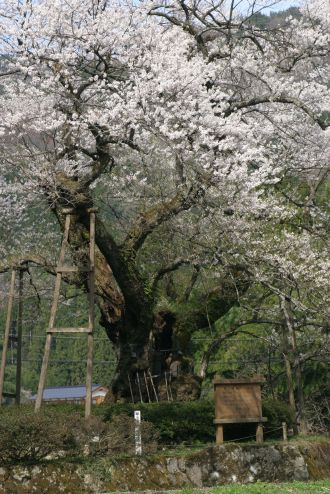 〔５〕椒村のおまき桜（エドヒガシ）