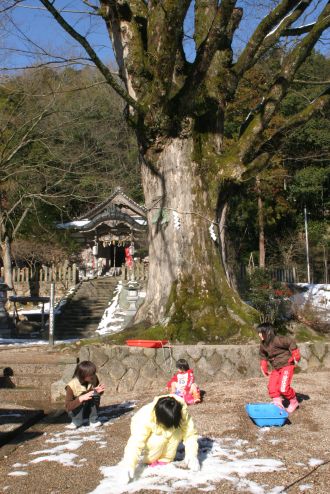〔１１〕石部神社のケヤキ